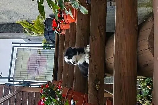 Suczka Border collie czarno-biała z rodowodem z domowej hodowli, Podkarpackie, Rymanów