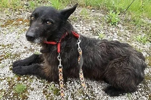 Henryk-psiak mocno skrzywdzony przez człowieka,  K