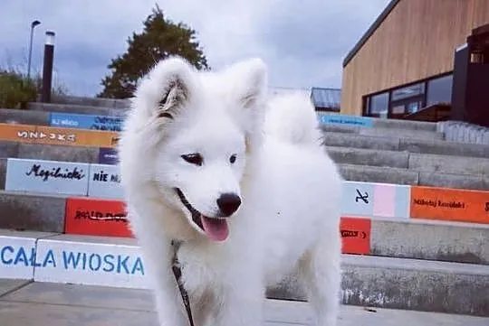 Samojed piesek 5mcy po Championie Polski