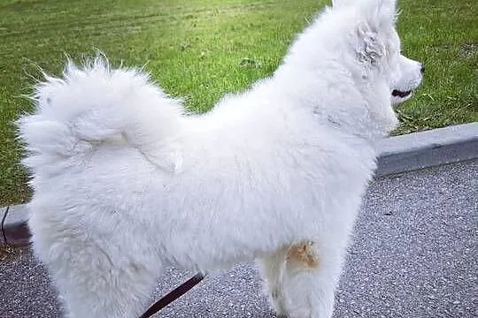 Samojed piesek 5mcy po Championie Polski, Mazowieckie, Halinów