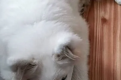 Samojed piesek 5mcy po Championie Polski, Mazowieckie, Halinów
