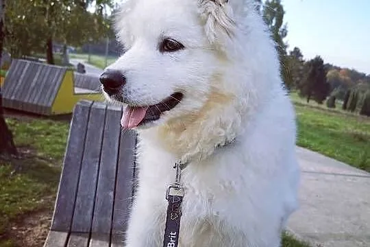 Samojed piesek 5mcy po Championie Polski, Mazowieckie, Halinów