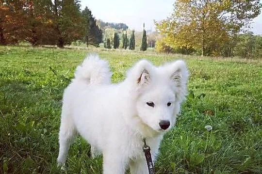 Samojed piesek 5mcy po Championie Polski, Mazowieckie, Halinów