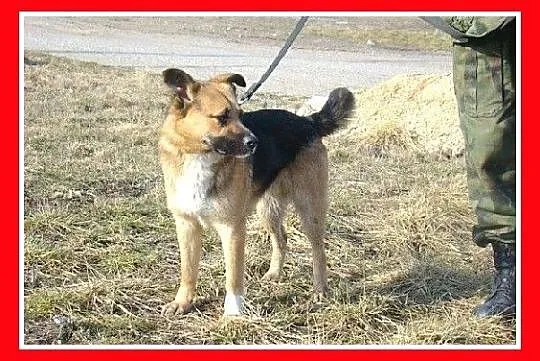 Średni 13 kg sympatyczny EMO,łagodny,przyjazny,tow