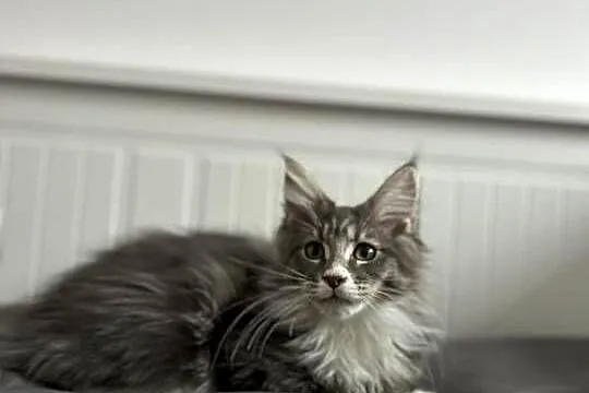 Kotki Maine coon