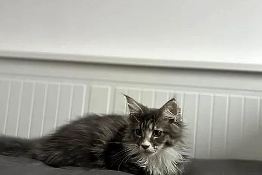 Kotki Maine coon, Śląskie, Siewierz