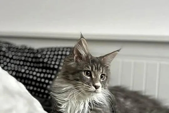 Kotki Maine coon, Śląskie, Siewierz