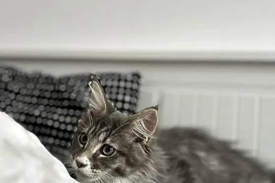 Kotki Maine coon, Śląskie, Siewierz