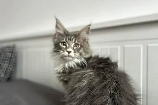 Kotki Maine coon, Śląskie, Siewierz
