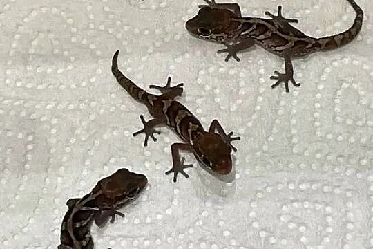 Gekon madagaskarski (Paroedura pictus), Śląskie, Gliwice