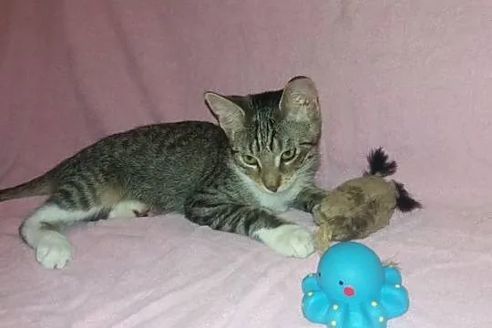 Półroczny kocurek Bambi szuka domu