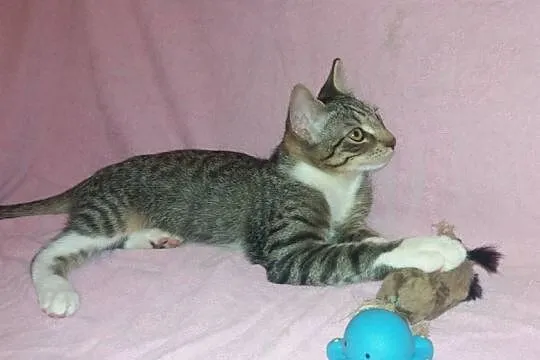 Półroczny kocurek Bambi szuka domu