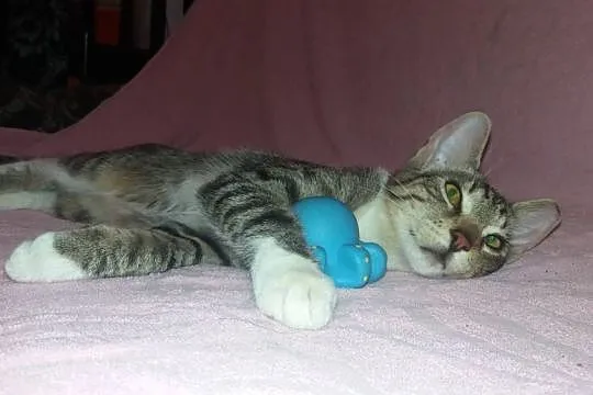 Półroczny kocurek Bambi szuka domu