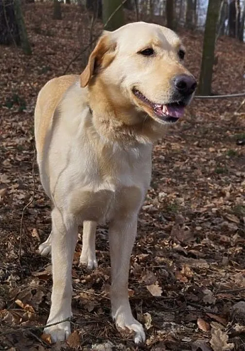 Śmietanka labradorka do adopcji, pomorskie Gdynia
