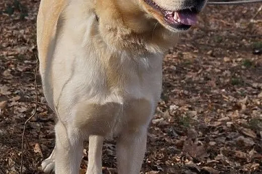 Śmietanka labradorka do adopcji,  pomorskie Gdynia