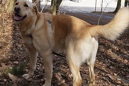 Śmietanka labradorka do adopcji,  pomorskie Gdynia