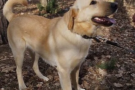 Śmietanka labradorka do adopcji,  pomorskie Gdynia