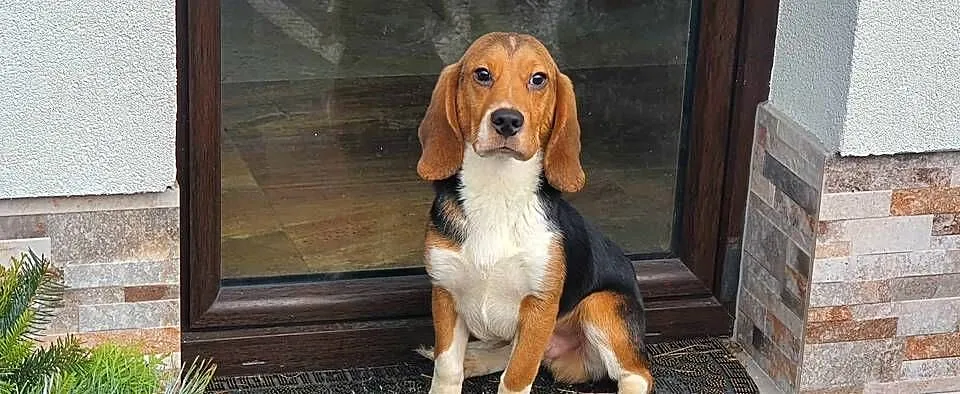 Beagle rodowodowe szczenięta, Łódzkie, Radomsko