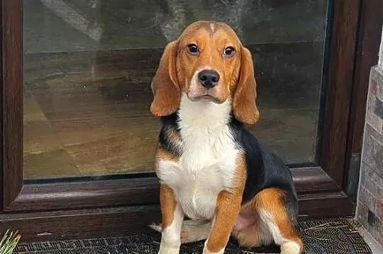 Beagle rodowodowe szczenięta, Łódzkie, Radomsko