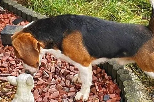 Beagle rodowodowe szczenięta, Łódzkie, Radomsko