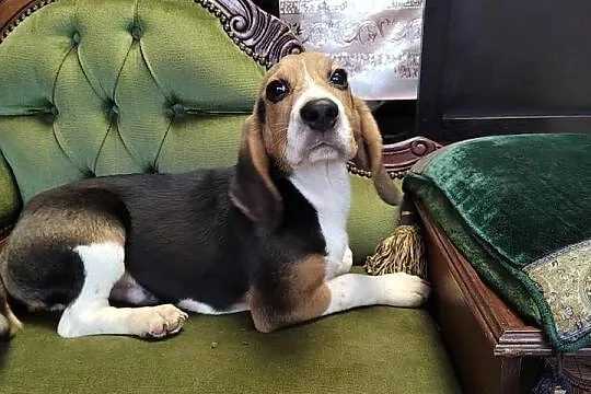 Beagle rodowodowe szczenięta, Łódzkie, Radomsko