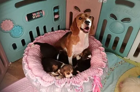 Beagle rodowodowe szczenięta, Łódzkie, Radomsko