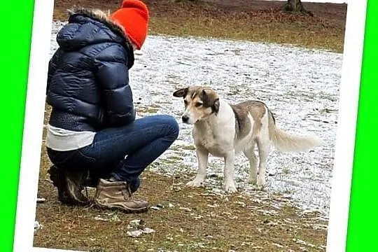 LEŚNY-pies o cudownym charakterze, bez dachu nad g