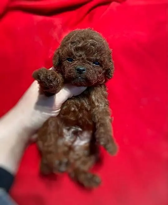 Sliczne szczenieta Pudel toy red /brown, Dolnośląskie, Oława