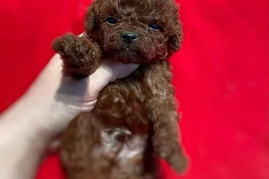 Sliczne szczenieta Pudel toy red /brown, Dolnośląskie, Oława