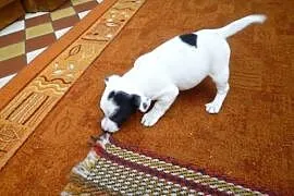 Jack Russel Terrier piękne szczeniaki!, Wola