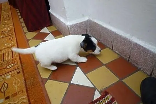 Jack Russel Terrier piękne szczeniaki!