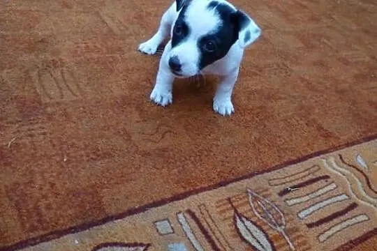 Jack Russel Terrier piękne szczeniaki!
