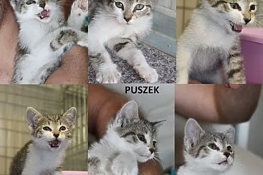 Puszek- 2 miesięczny maluch,  łódzkie Łódź