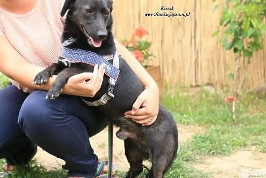 Kozak - młody, troszkę nieśmiały psiak, Mazowieckie, Nowy Dwór Mazowiecki