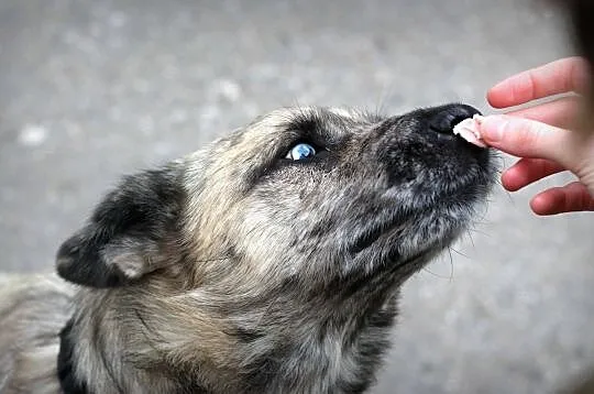 FERO - urzeknie Cię swoim spojrzeniem!, Mazowieckie, Warszawa