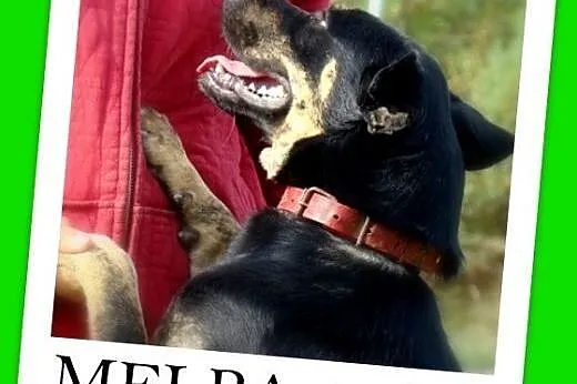 10 mies. rodzinna,łagodna suczka MELBA,owczarek,bo
