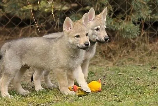 Czechoslovakian Wolfdog - puppies 