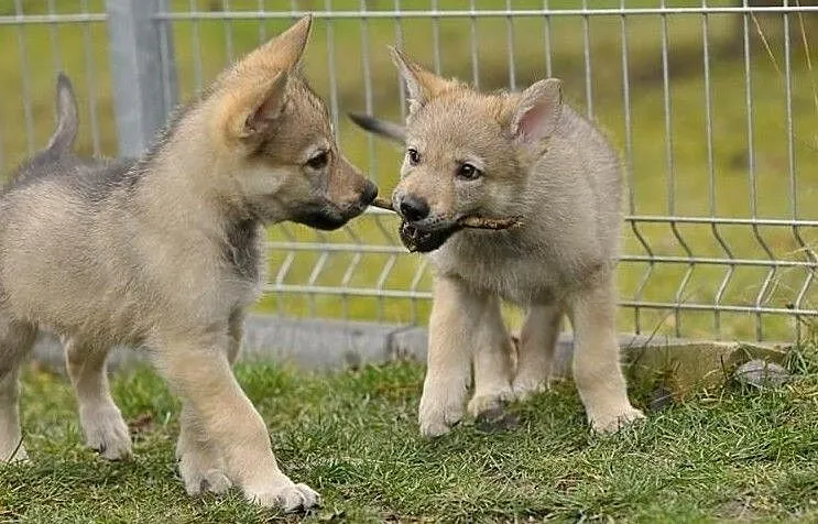 Czechoslovakian Wolfdog - puppies