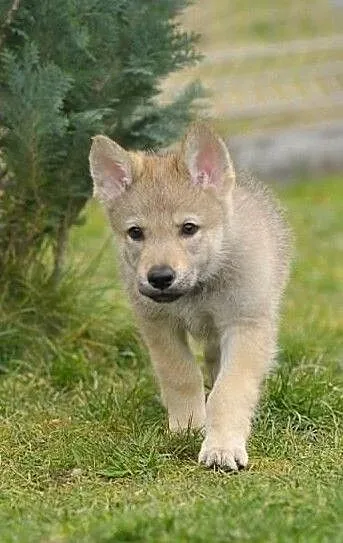 Czechoslovakian Wolfdog - puppies