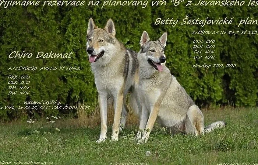 Czechoslovakian Wolfdog - puppies