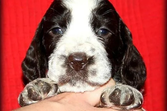 Springer spaniel angielski