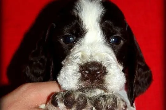 Springer spaniel angielski