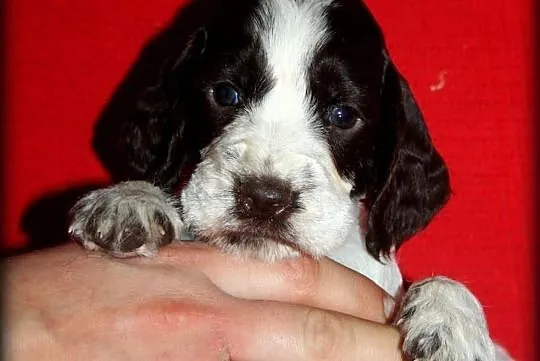 Springer spaniel angielski