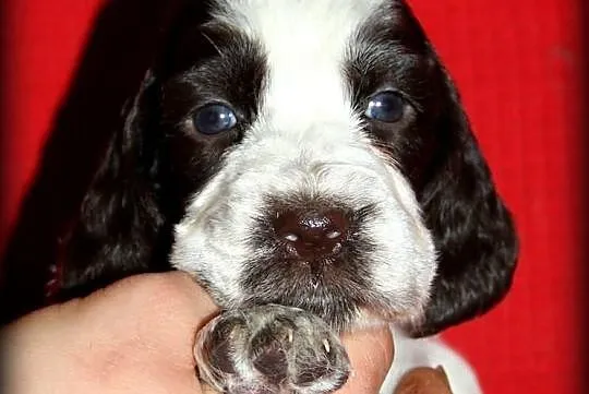 Springer spaniel angielski