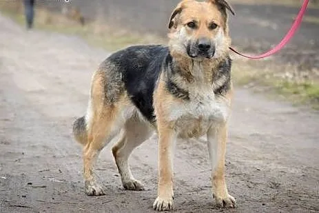 Mia, psi ANIOŁ, spokojna, przyjazna, młodziutka su