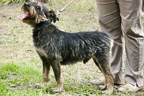 Milo szuka swojego człowieka,  mazowieckie Warszaw