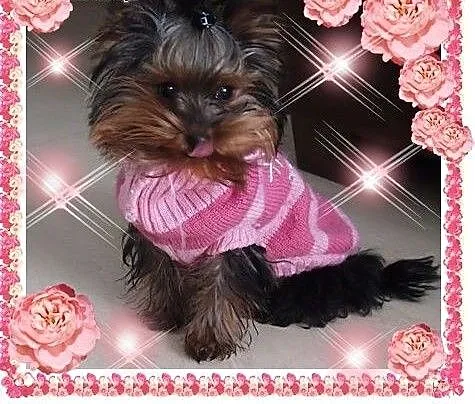 York,yorkshire terrier!!ELITARNE MINI CUDEŃKA-XXXS