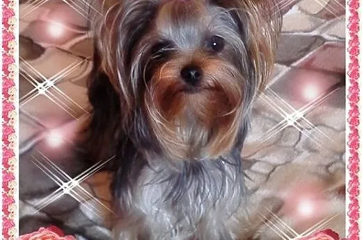 York,yorkshire terrier!!ELITARNE MINI CUDEŃKA-XXXS