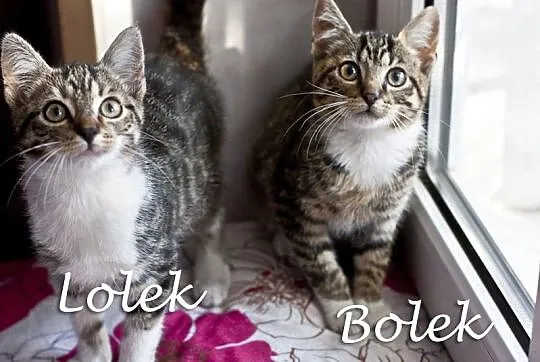 Bolek i Lolek – chłopcy malowani