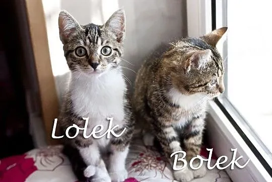 Bolek i Lolek – chłopcy malowani